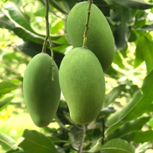আম্রপালি (২ 5  কেজি )